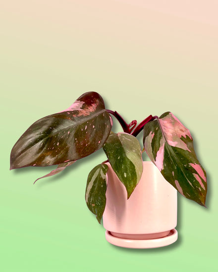 Gemstone Porcelain Cylinder - Apricot