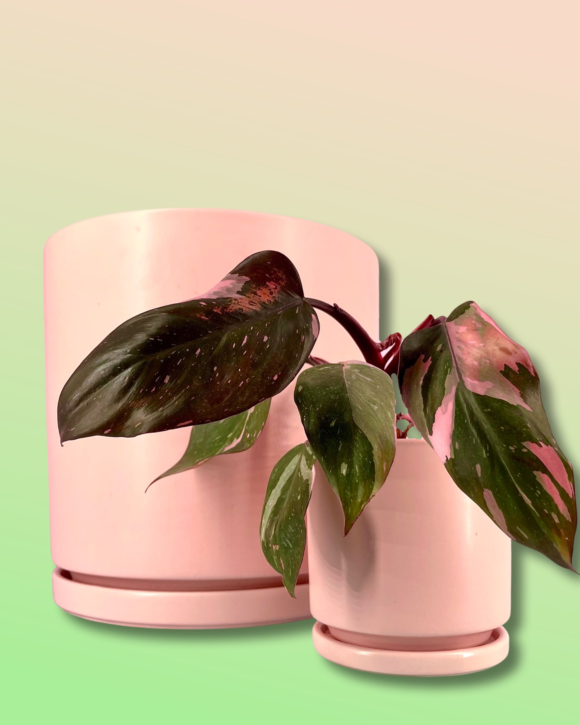 Gemstone Porcelain Cylinder - Apricot