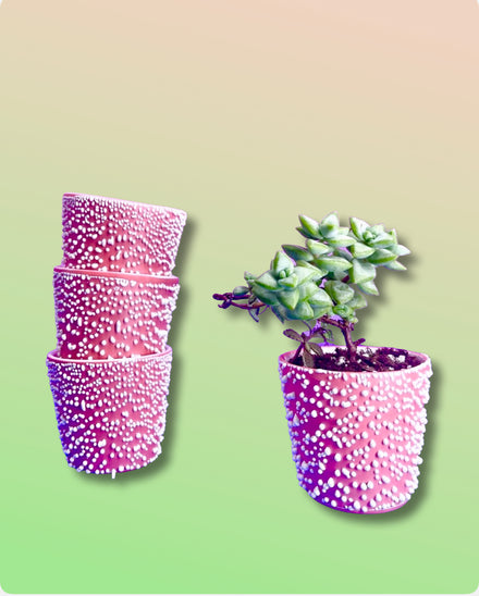 Adhesion Cup Planter - Pomegranate