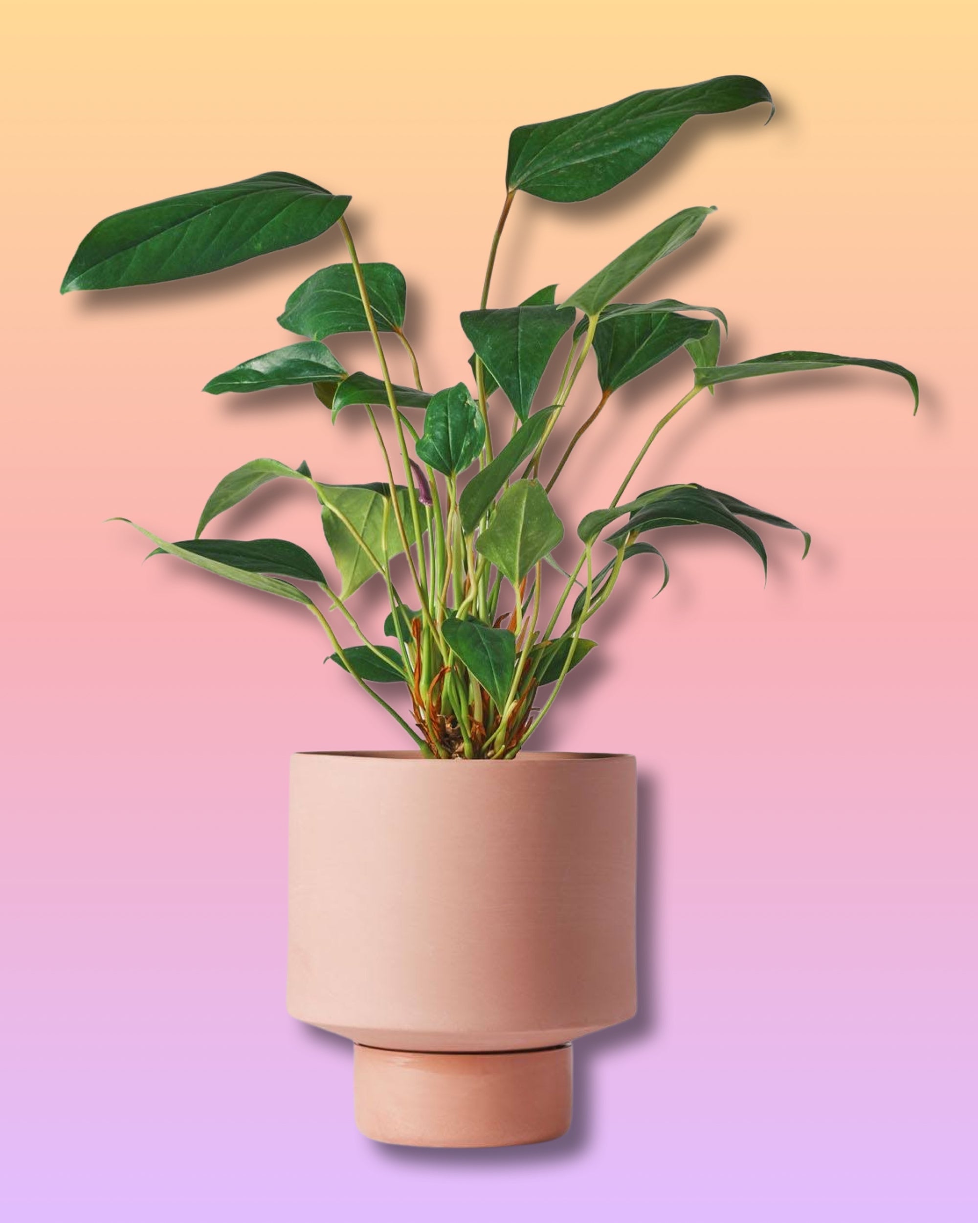 Gro Pot + Saucer - Ochre