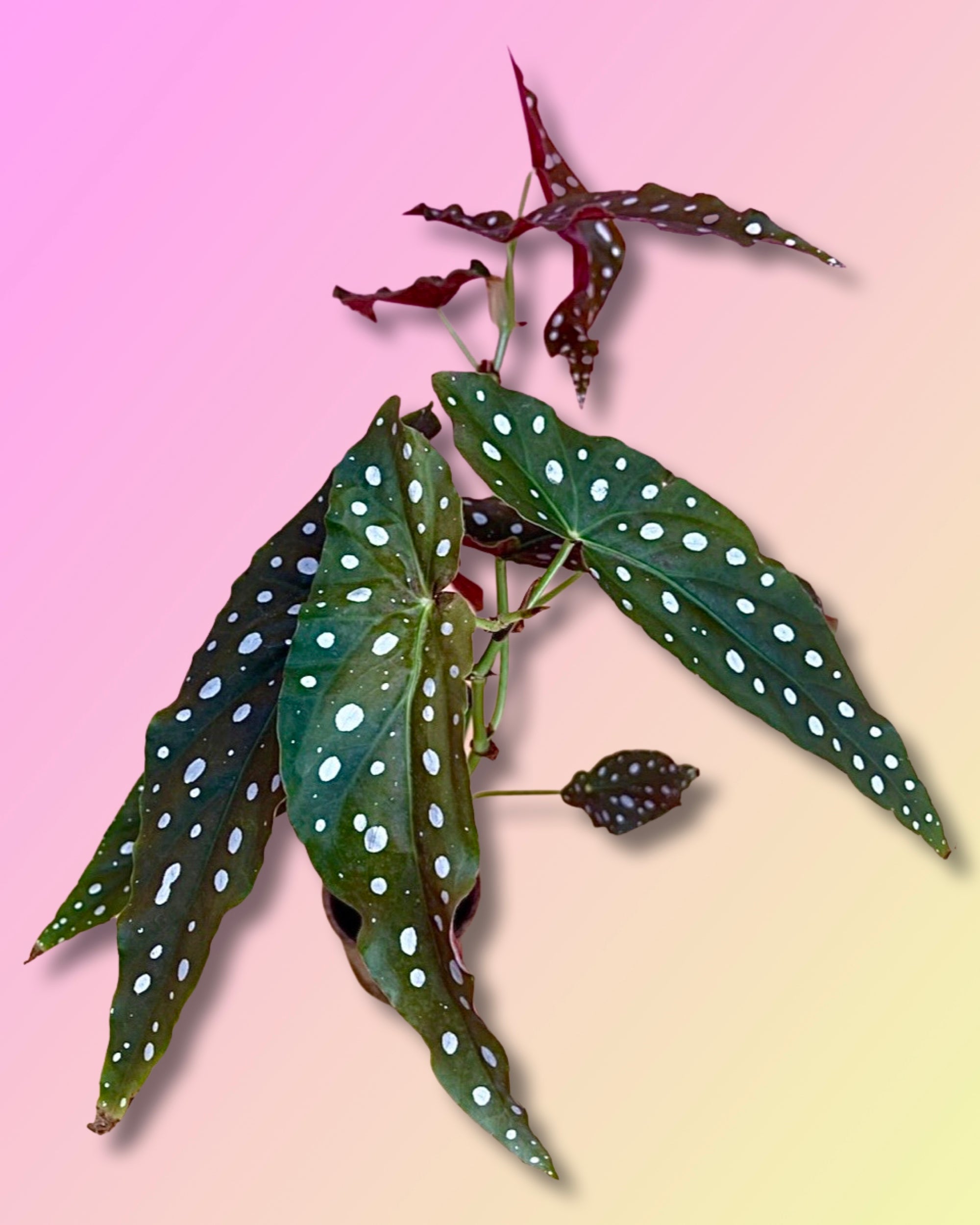 Begonia Maculata Whightii