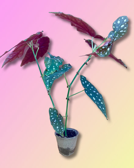 Begonia Maculata Whightii