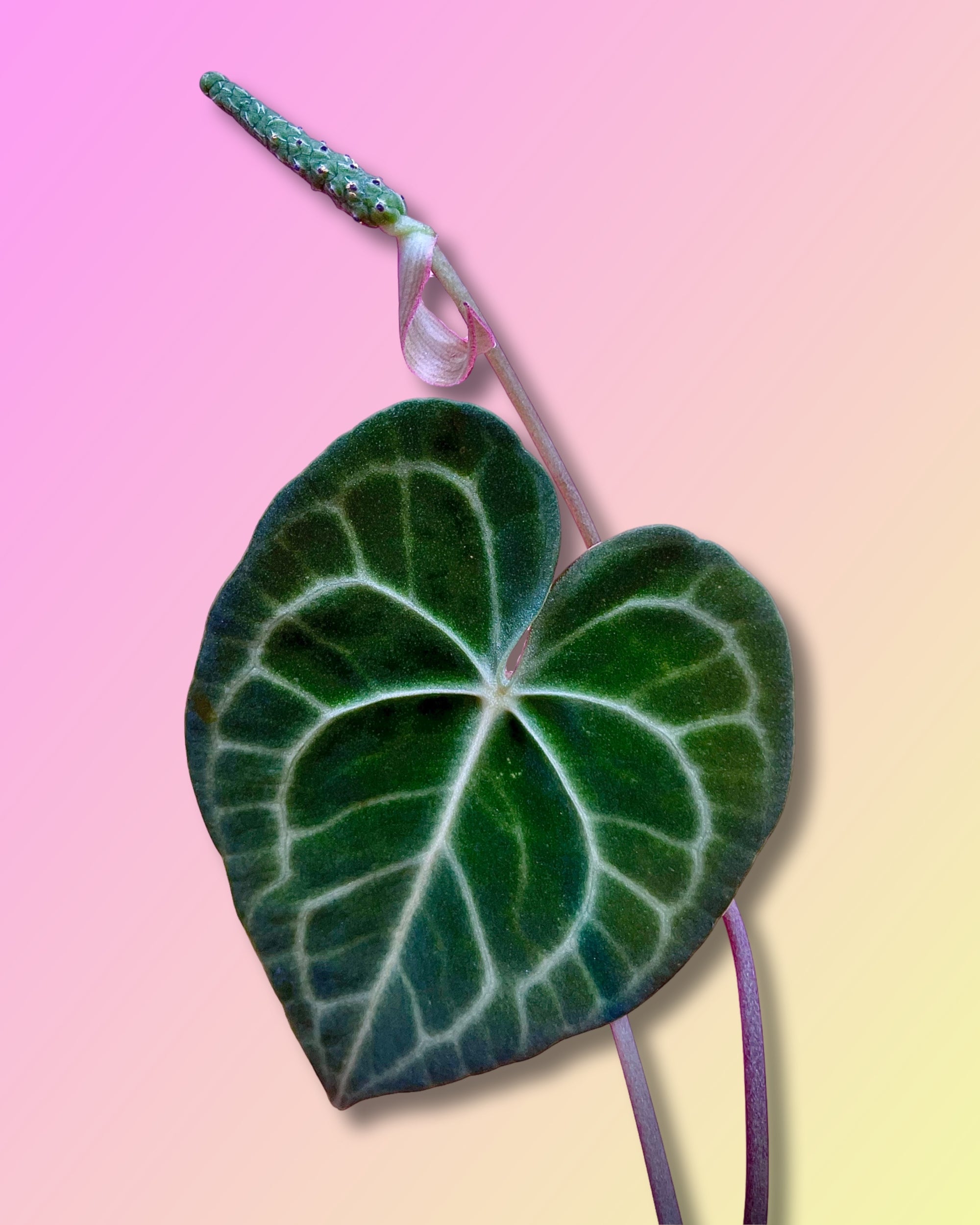 anthurium clarinerium Anthurium Clarinervium – Pollyn