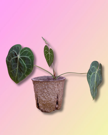 anthurium clarinervium buy Anthurium Clarinervium – Pollyn