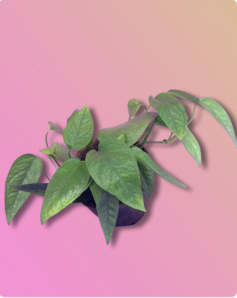 Epipremnum Cebu Blue