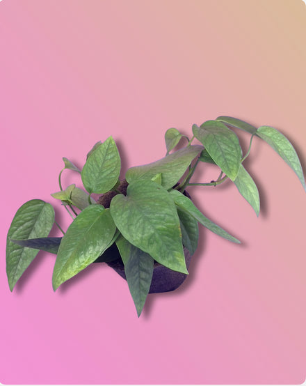 Epipremnum Cebu Blue