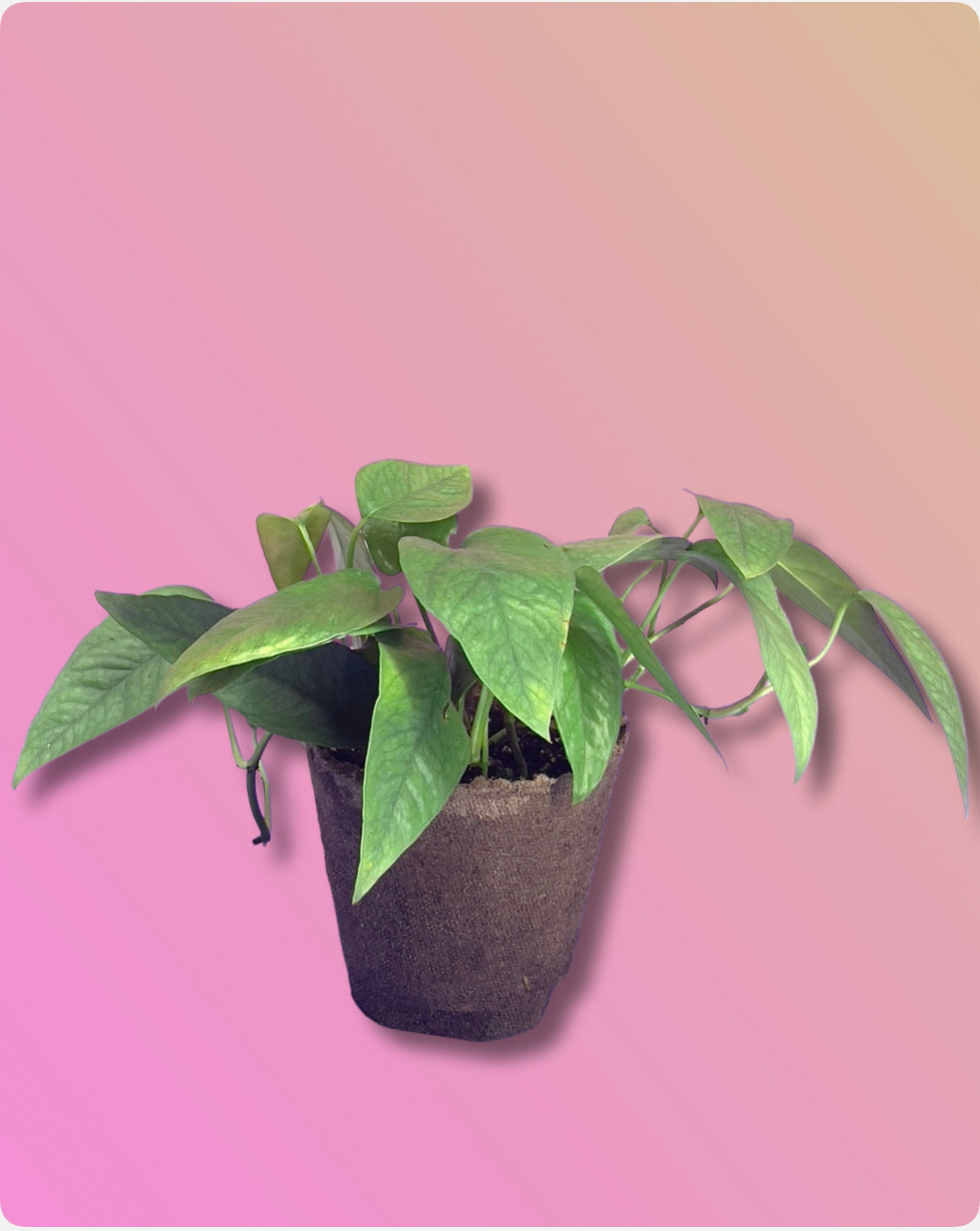 Epipremnum Cebu Blue