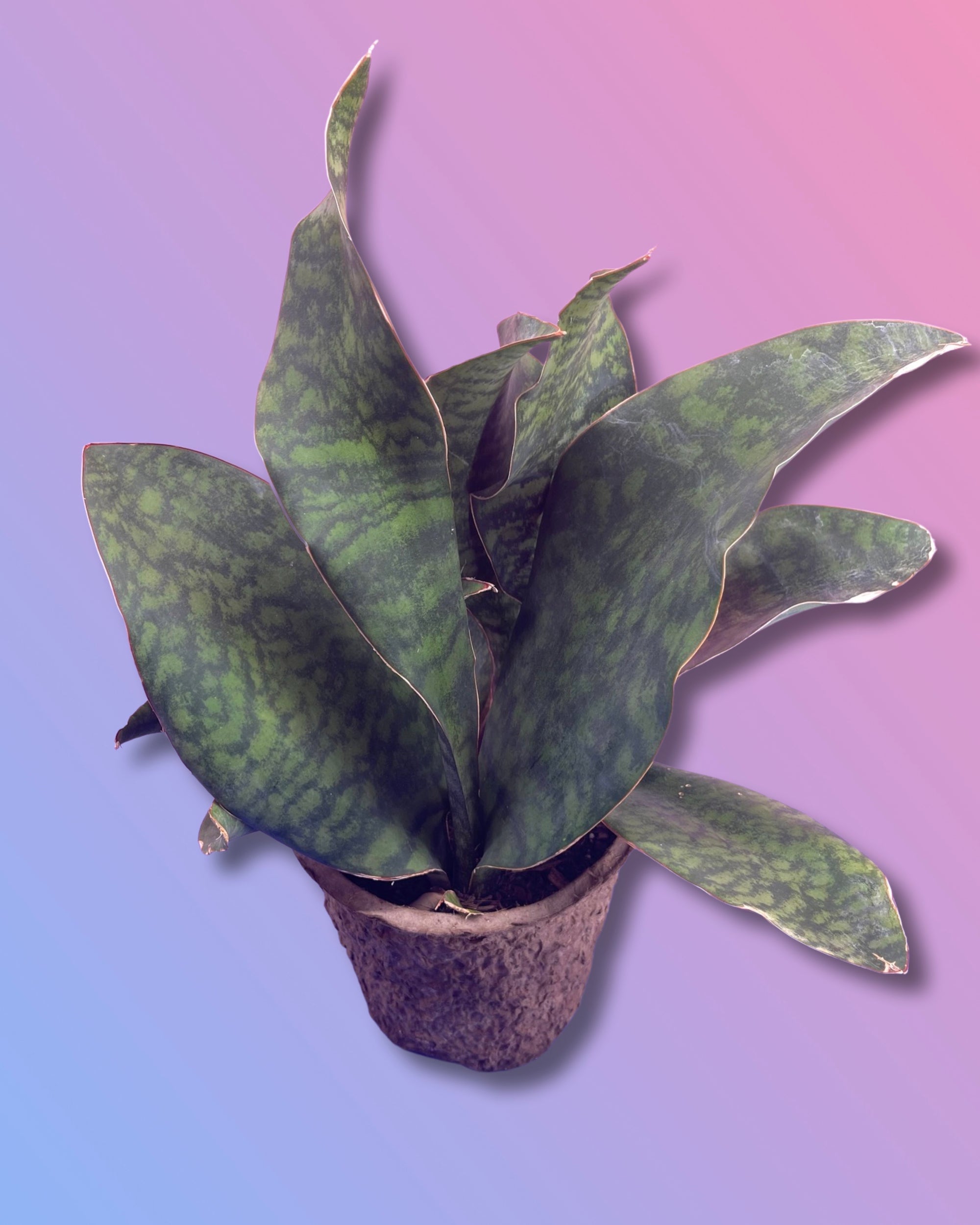 where to buy whale fin sansevieria Sansevieria Masoniana